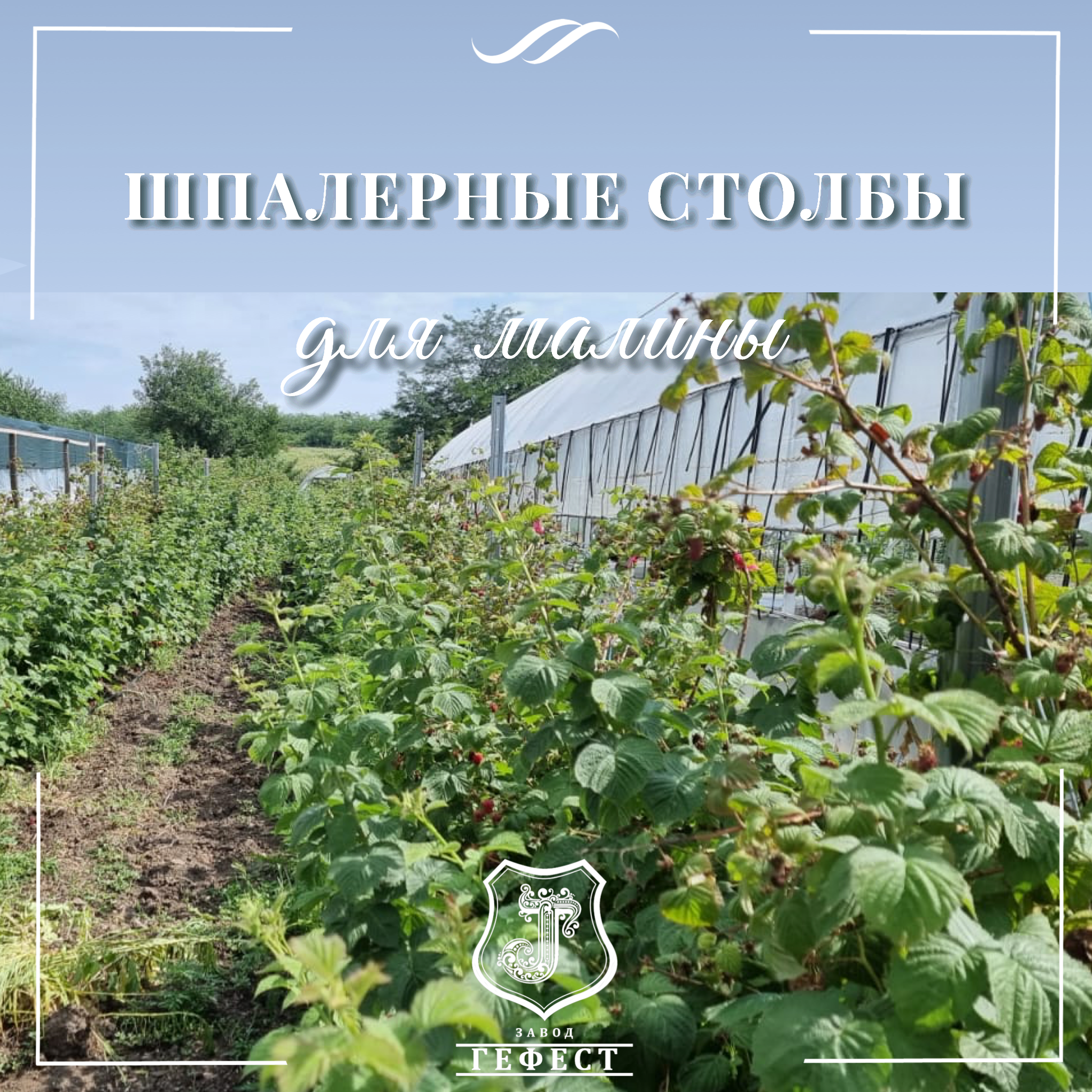 Шпалера для малины из оцинкованной стали
