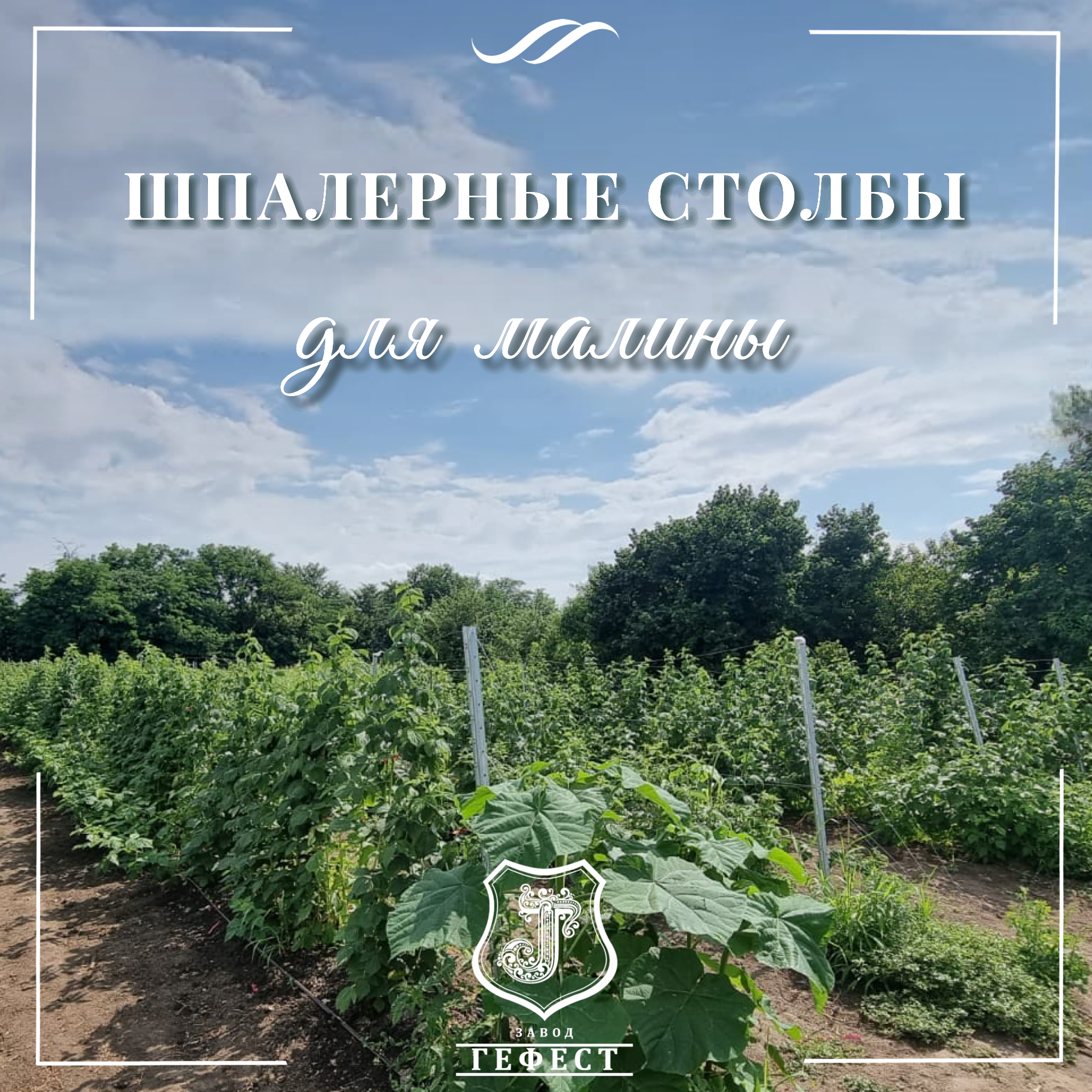 Шпалера для малины из оцинкованной стали